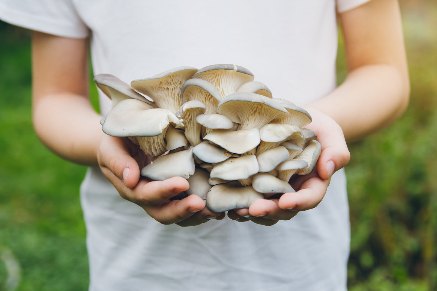 A person holds up a bunch of oyster mushrooms.