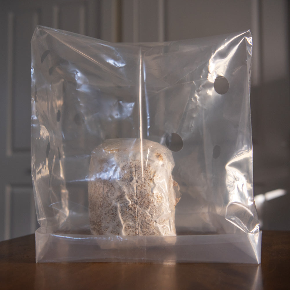 A plastic humidity tent pitched over a mushroom fruiting block.