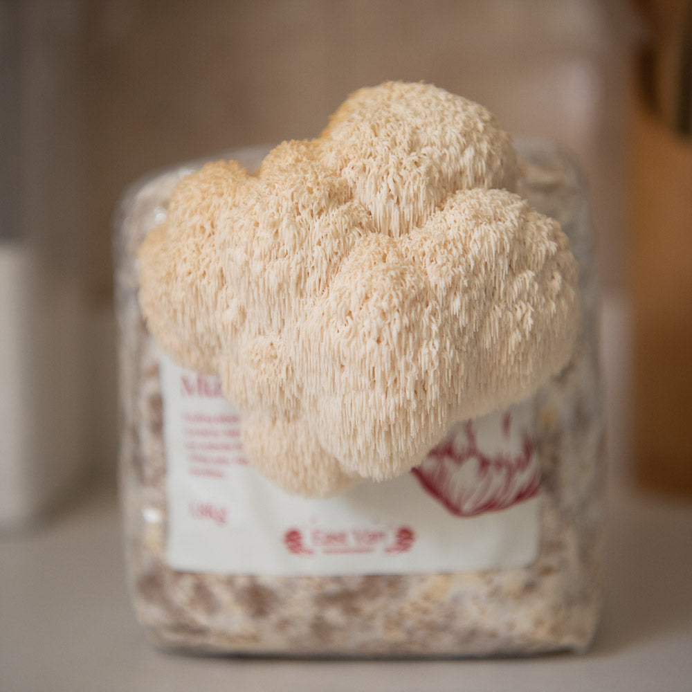A white clump of lion's mane mushroom grows out of a plastic bag on a kitchen counter.