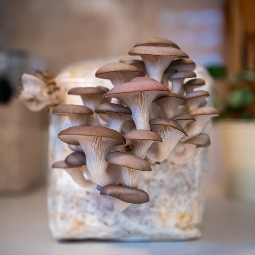 A cluster of blue oyster mushrooms emerge from a fruiting block on a kitchen counter.