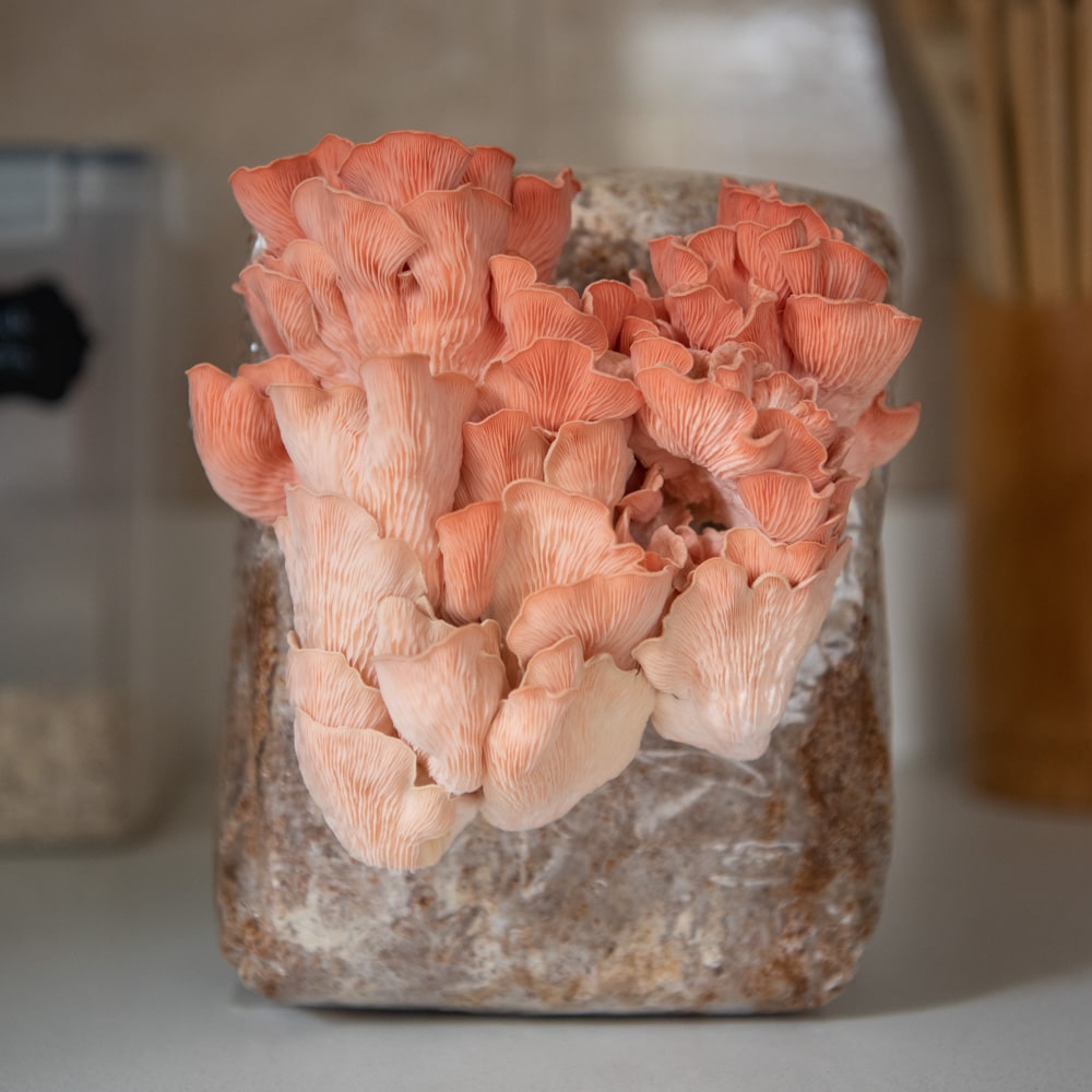 A cluster of pink oyster mushrooms grow from a bag.